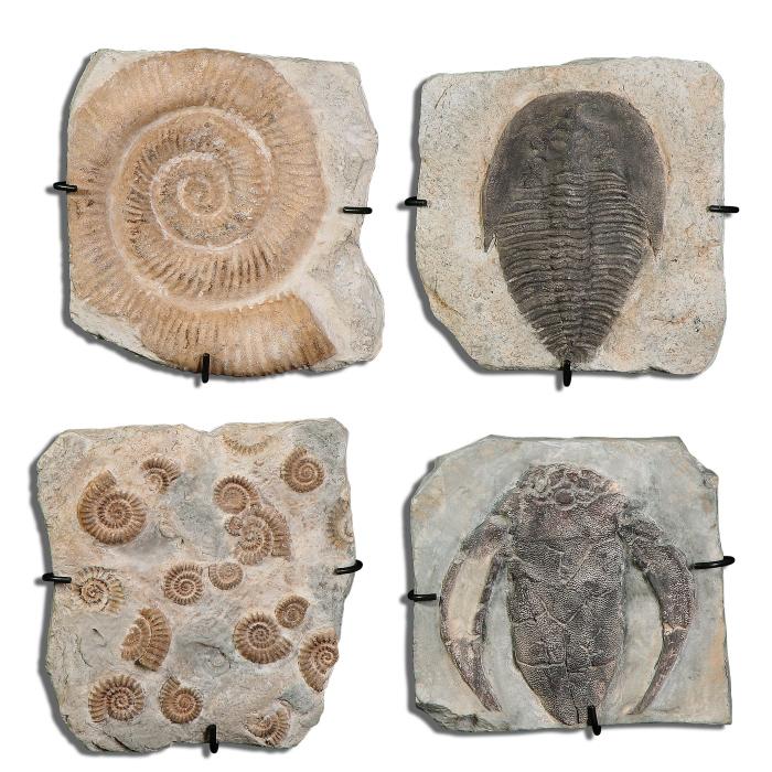 Uttermost 08504 Fossil Plaques, S/4 - фото 2