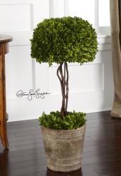 Uttermost 60095 Preserved Boxwood, Tree Topiary