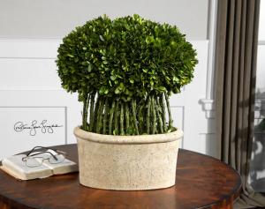 Uttermost 60108 Preserved Boxwood, Willow Topiary